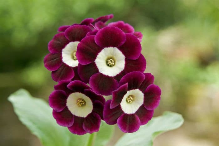 auricula 'Joy'