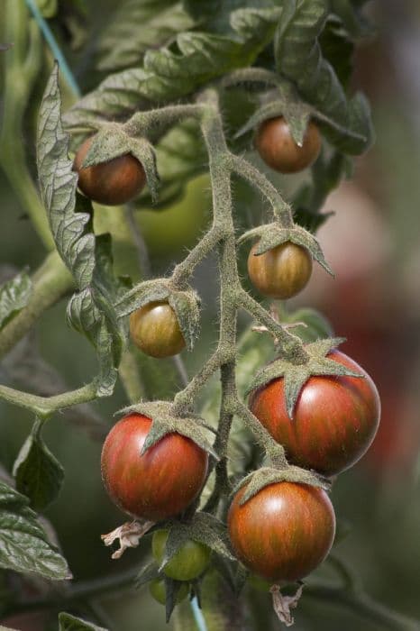 Tomato (cherry) 'Zebrino'