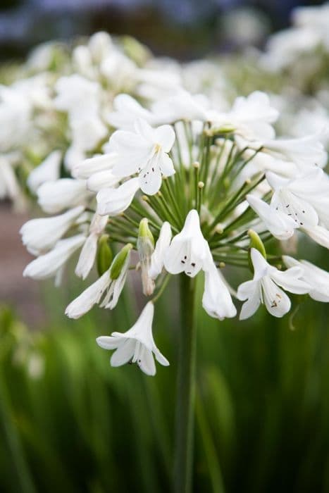 African lily 'Jonny's White'