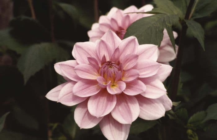 dahlia 'Pearl of Heemstede'