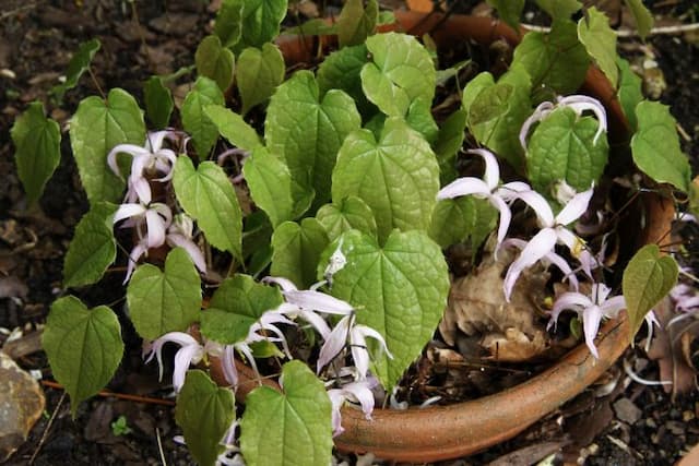 Slender-rooted barrenwort