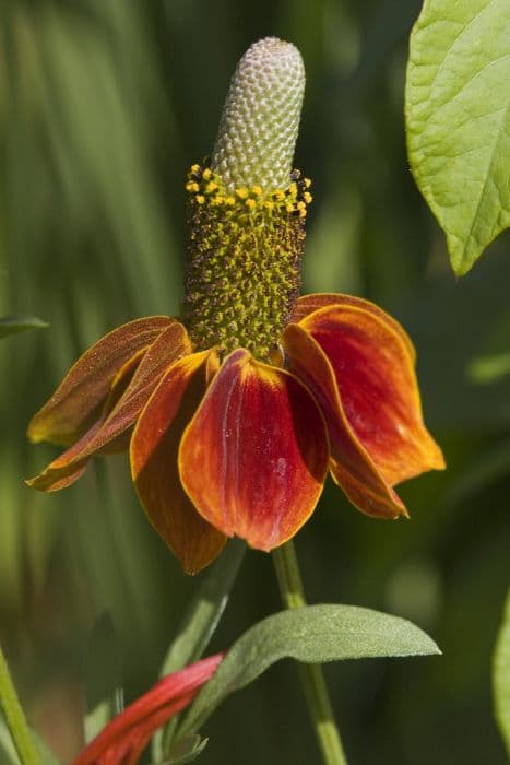 prairie coneflower 'Red Midget'