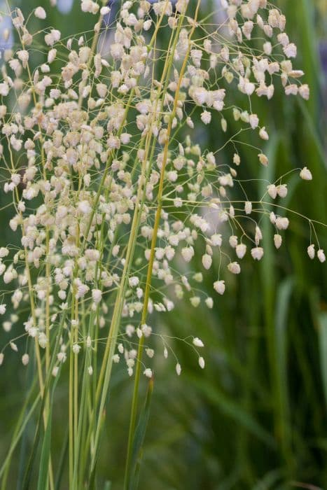 quaking grass 'Golden Bee'