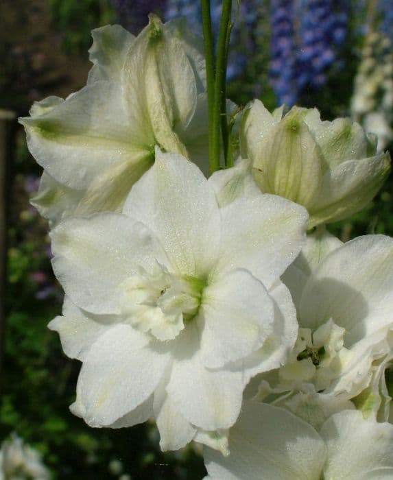 Delphinium 'Green Twist'