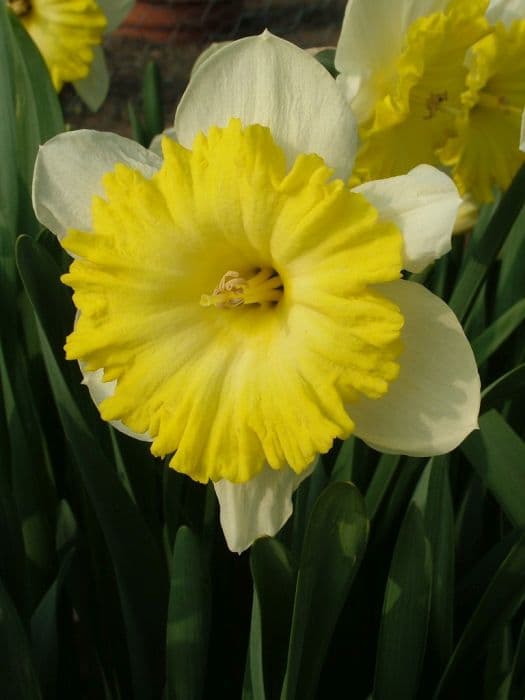 daffodil 'Dinnerplate'