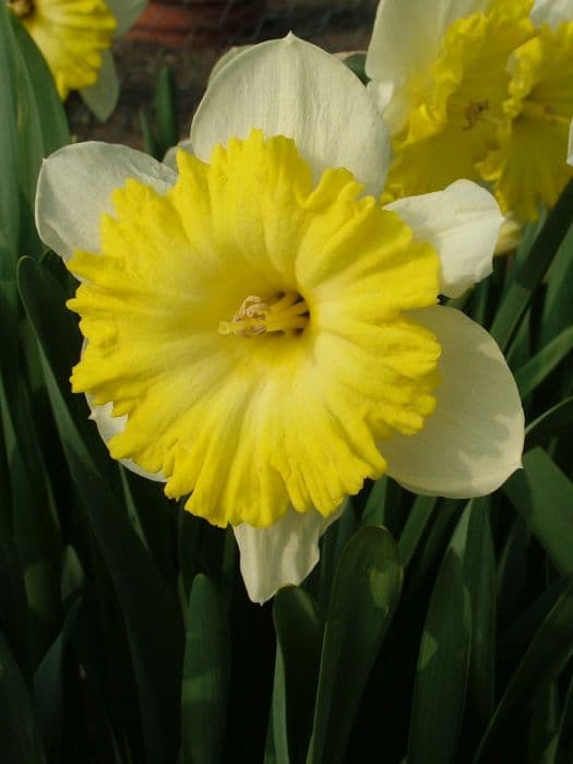Daffodil 'Dinnerplate'