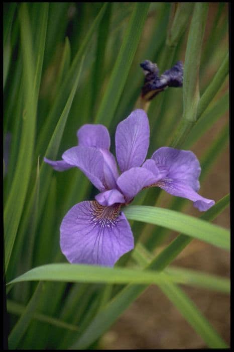Siberian iris 'Reprise'