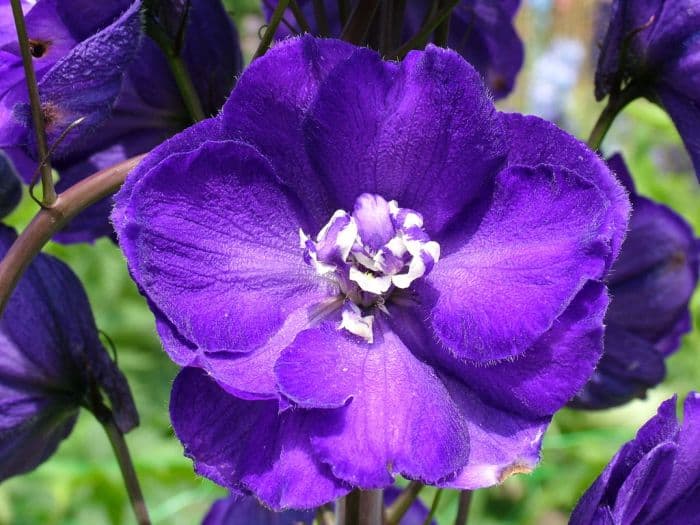 delphinium 'Purple Passion'