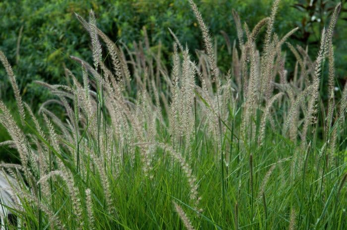 fountain grass 'Fairy Tails'