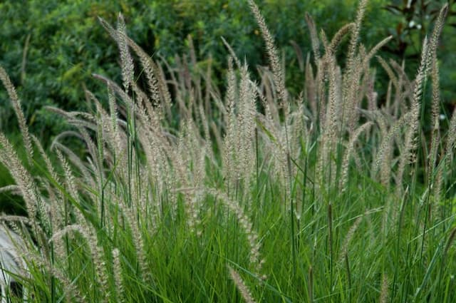 Fountain grass 'Fairy Tails'