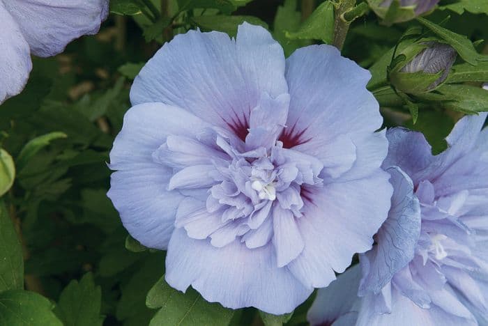 rose of Sharon [Blue Chiffon]