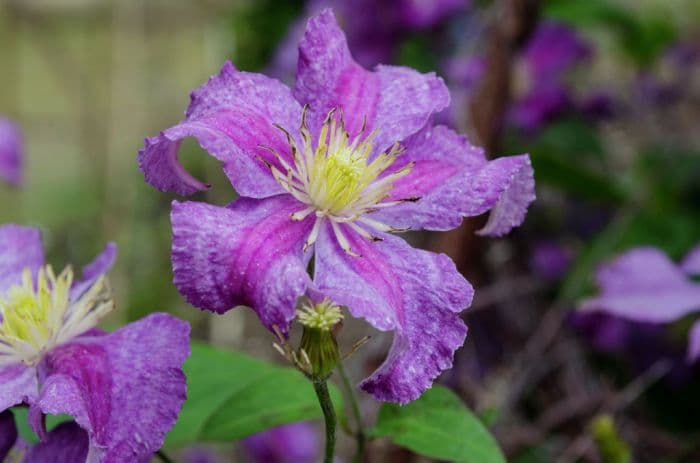 clematis [Jolly Good]