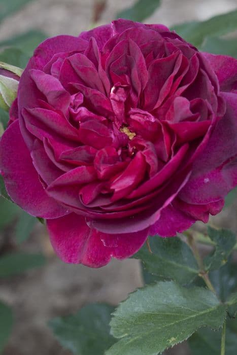 Rose [Munstead Wood]