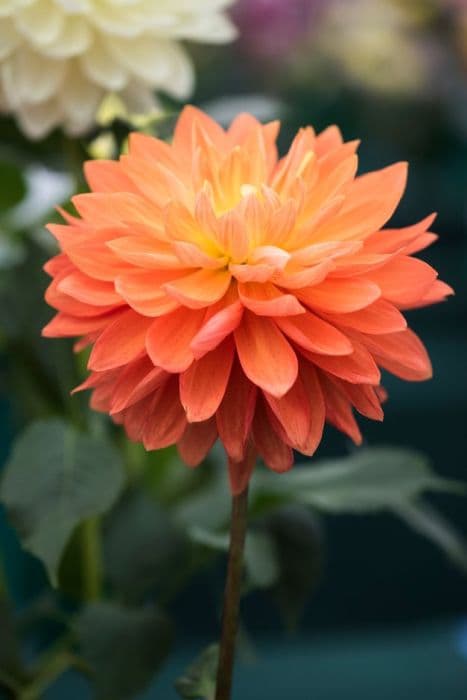 dahlia 'Gwyneth'