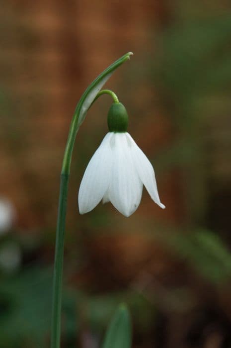 greater snowdrop 'Godfrey Owen'