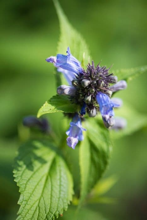 catmint [Nimbus]