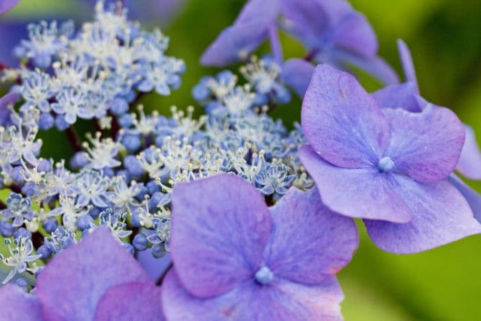 hydrangea 'Zorro'