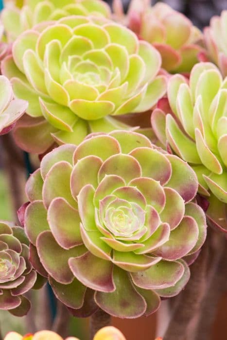 aeonium 'Blushing Beauty'