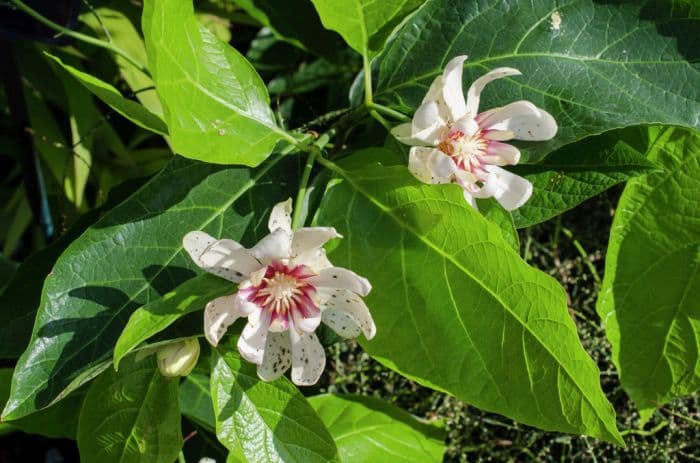 sweetshrub 'Venus'