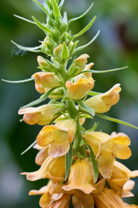 sceptre foxglove