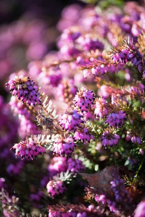 heather 'Eva Gold'