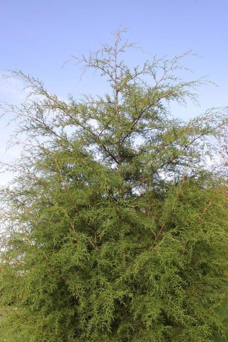 cedar of Goa