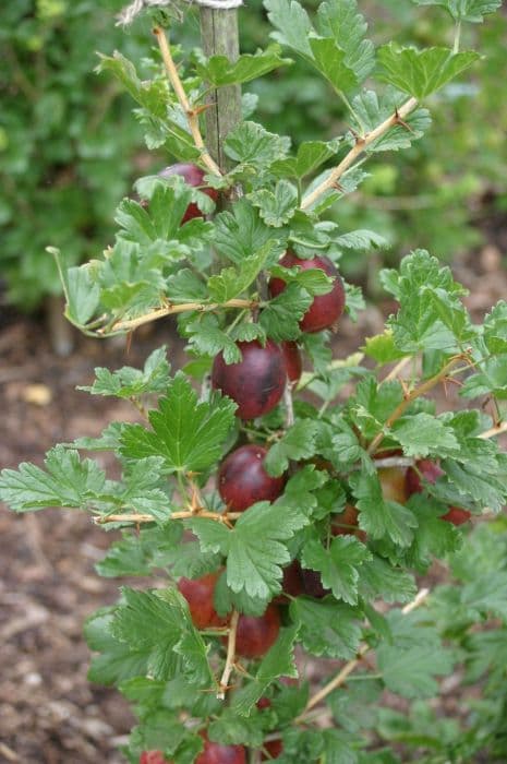 gooseberry 'Lord Derby'