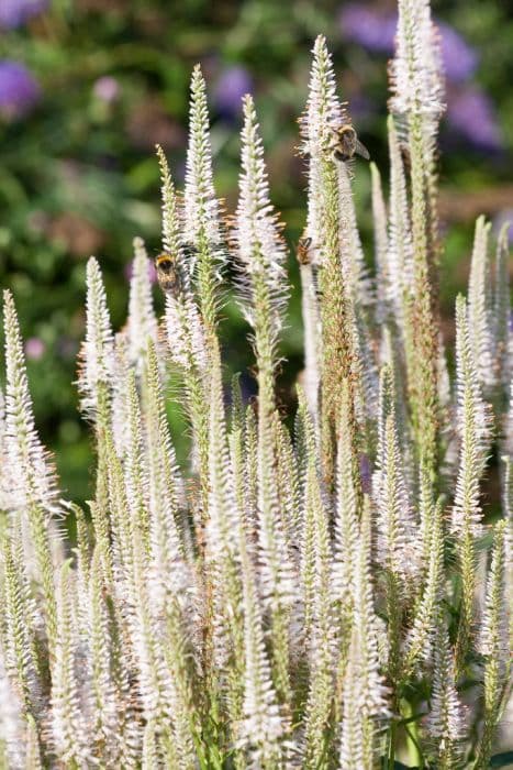 Culver's root 'Pink Glow'