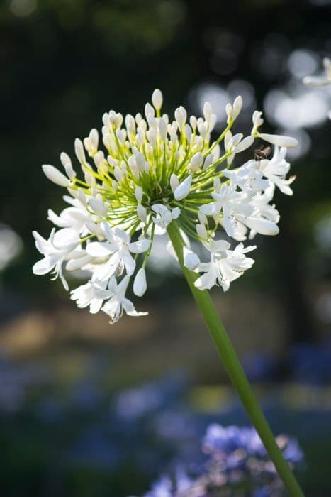 African lily 'Peter Franklin'