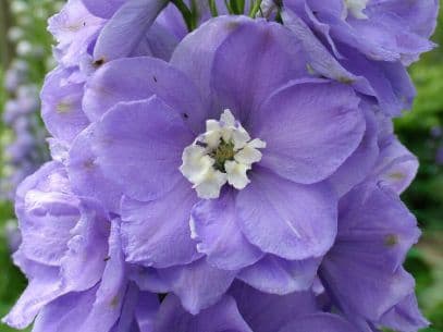 Delphinium × cultorum 'Aurora Lavender'