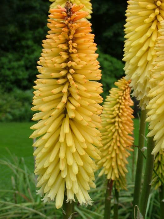 red-hot poker 'Moonstone'