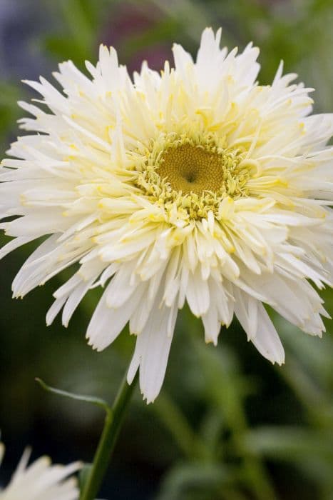 Shasta daisy 'Goldrausch'