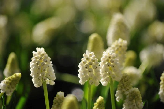 grape hyacinth 'White Magic'