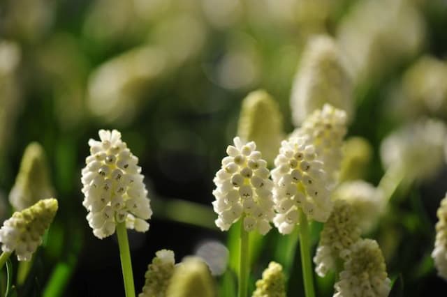 Grape hyacinth 'White Magic'