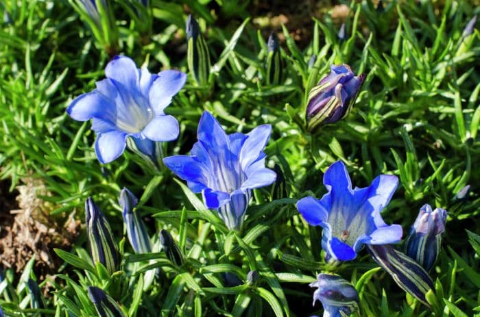 gentian 'Berrybank Sky'