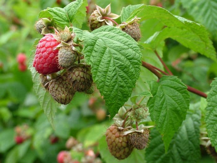 raspberry 'Glen Doll'