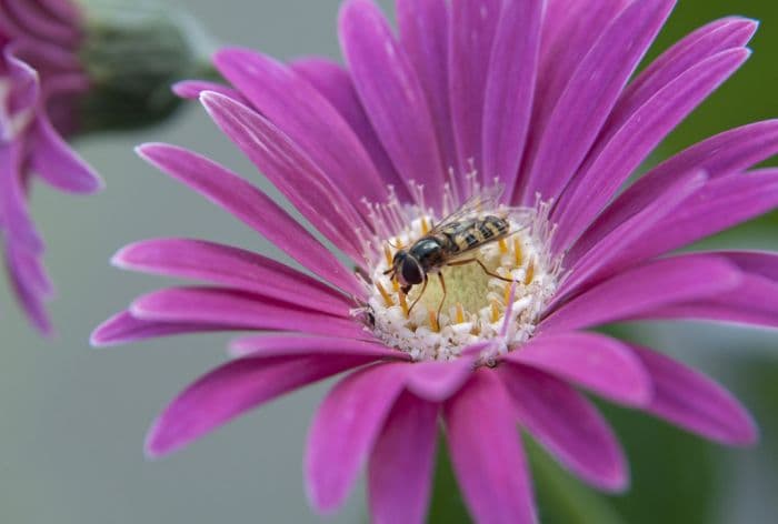 gerbera [Everlast Pink]