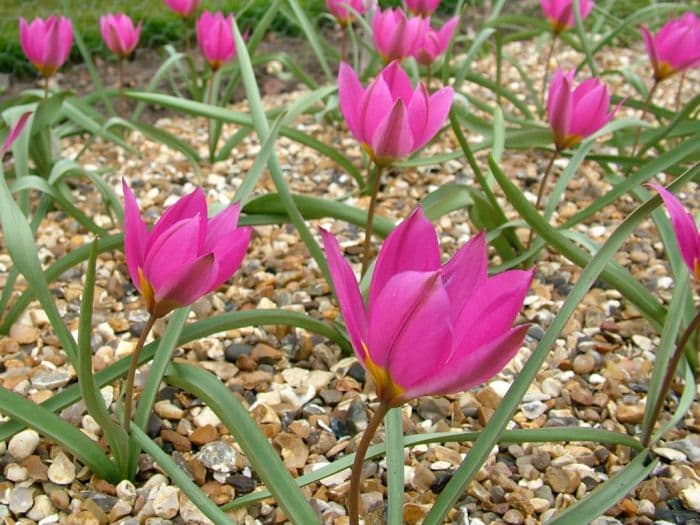 tulip 'Pink Charm'