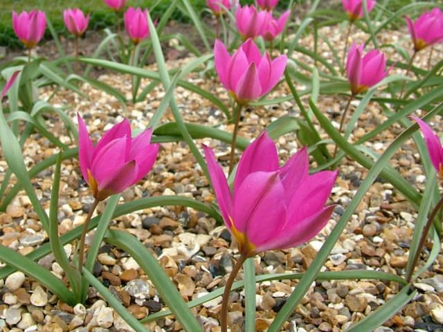 Tulip 'Pink Charm'
