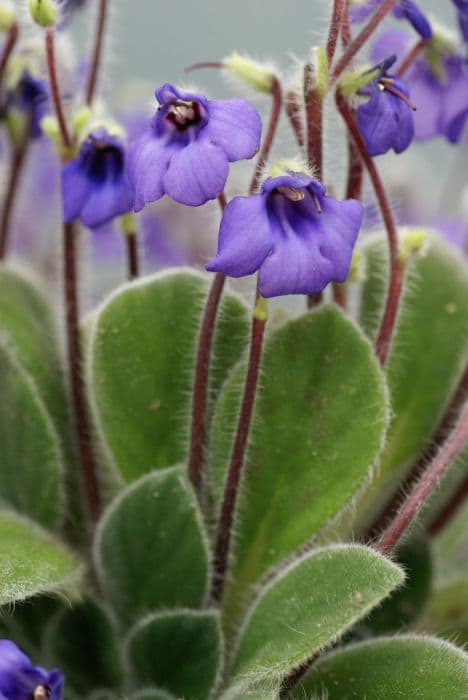 violet petrocosmea