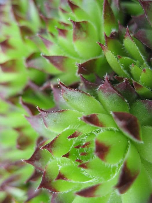 houseleek 'Green Dragon'