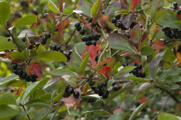 purple chokeberry 'Viking'