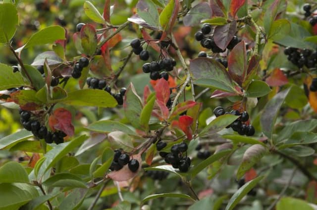 Purple chokeberry 'Viking'