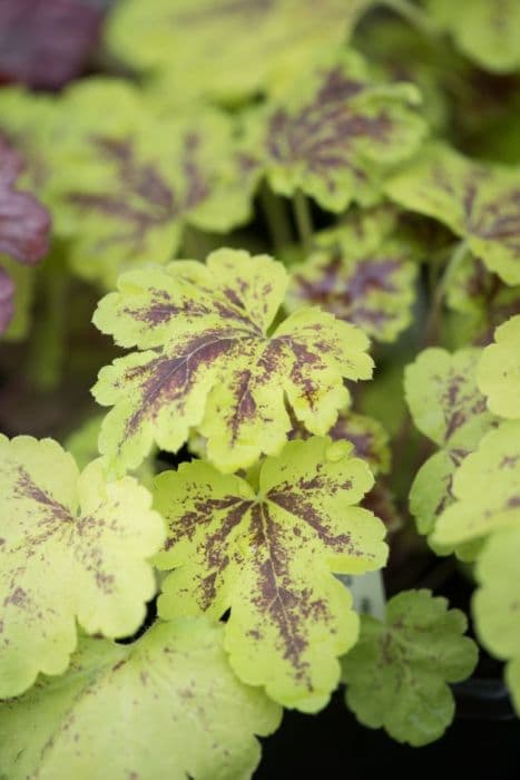 heucherella 'Solar Power'