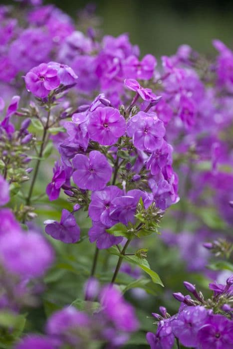 perennial phlox [Peacock Lilac]