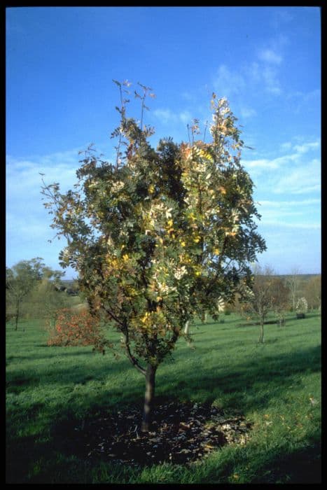 glabrous mountain ash