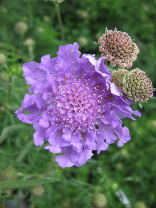 scabious 'Vivid Vi'