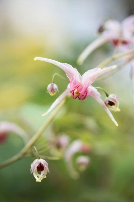 barrenwort 'Pink Champagne'