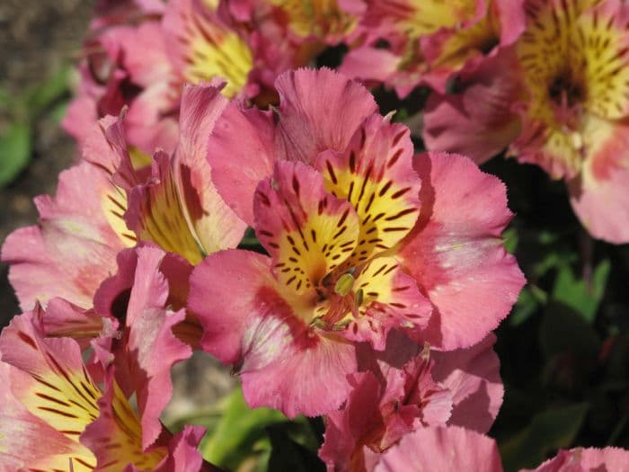 Peruvian lily [Inticancha Sunday]