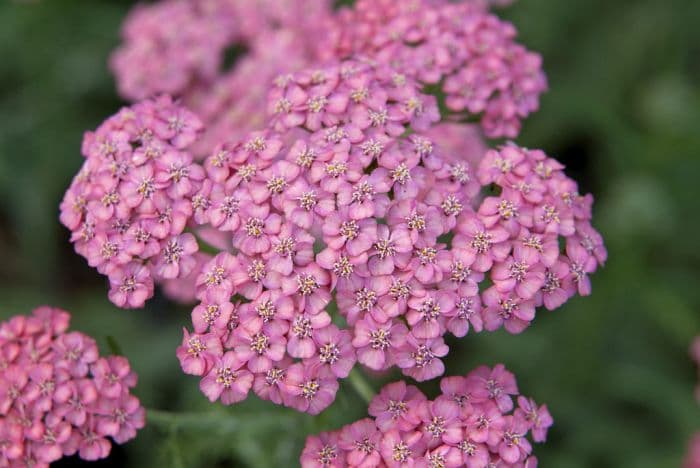 yarrow 'Apricot Delight'